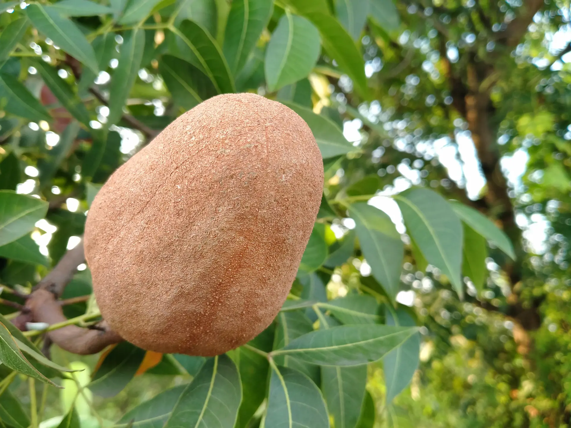 Mahogany Arbre Martinique