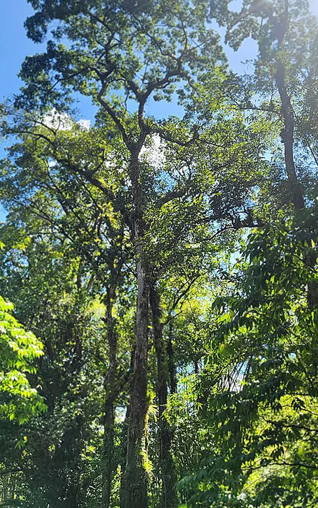 Mahogany Arbre Martinique