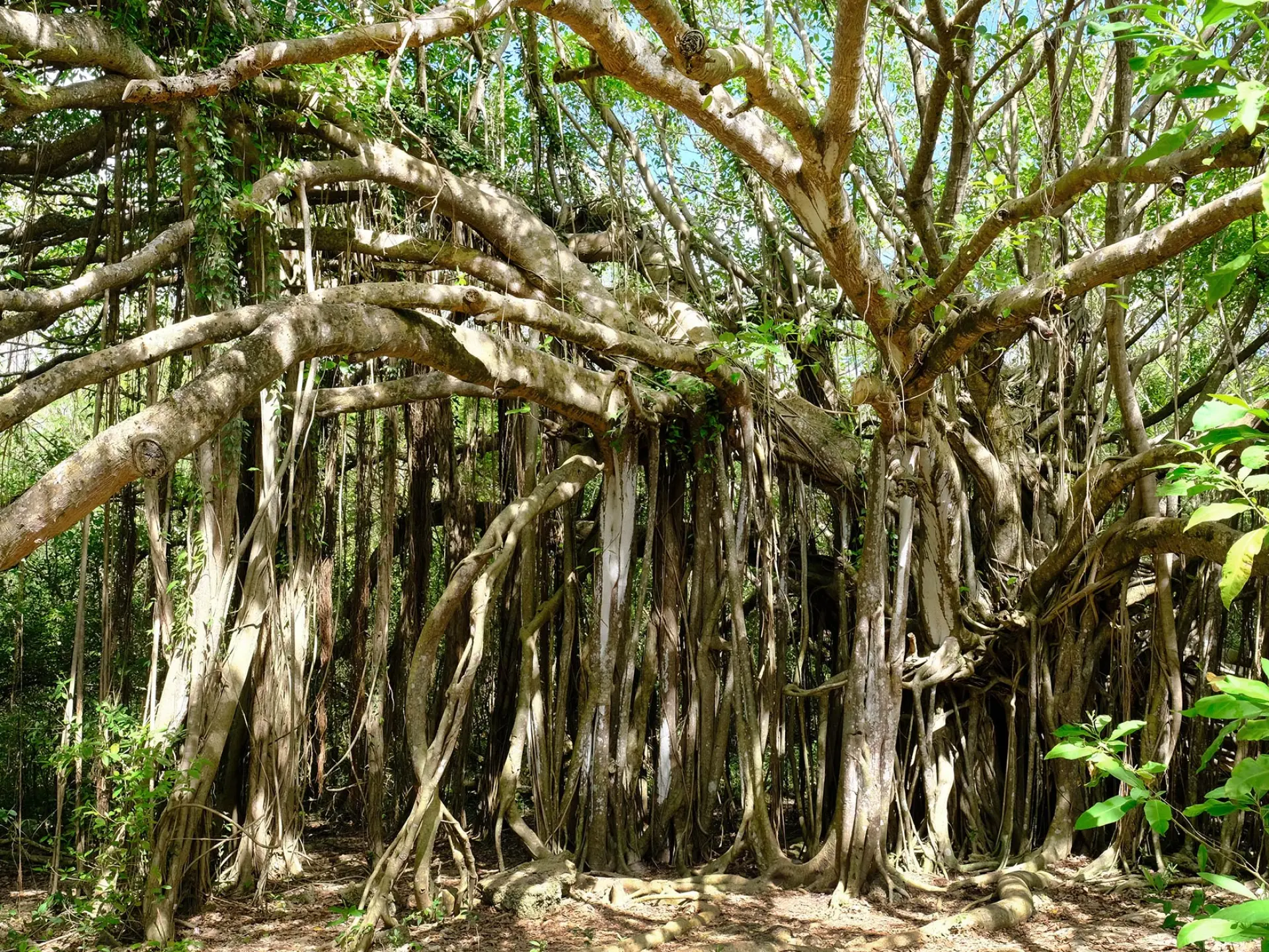 Figuier maudit Arbre Martinique