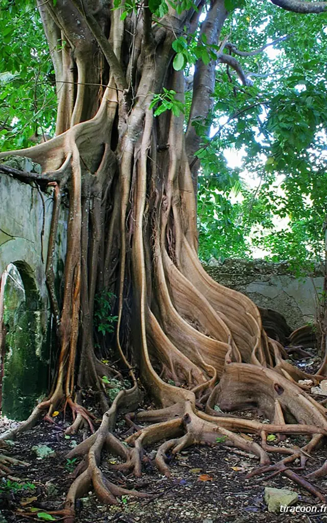 Figuier maudit Arbre Martinique