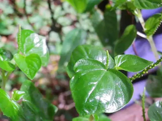 Herbe couresse Fleur Martinique