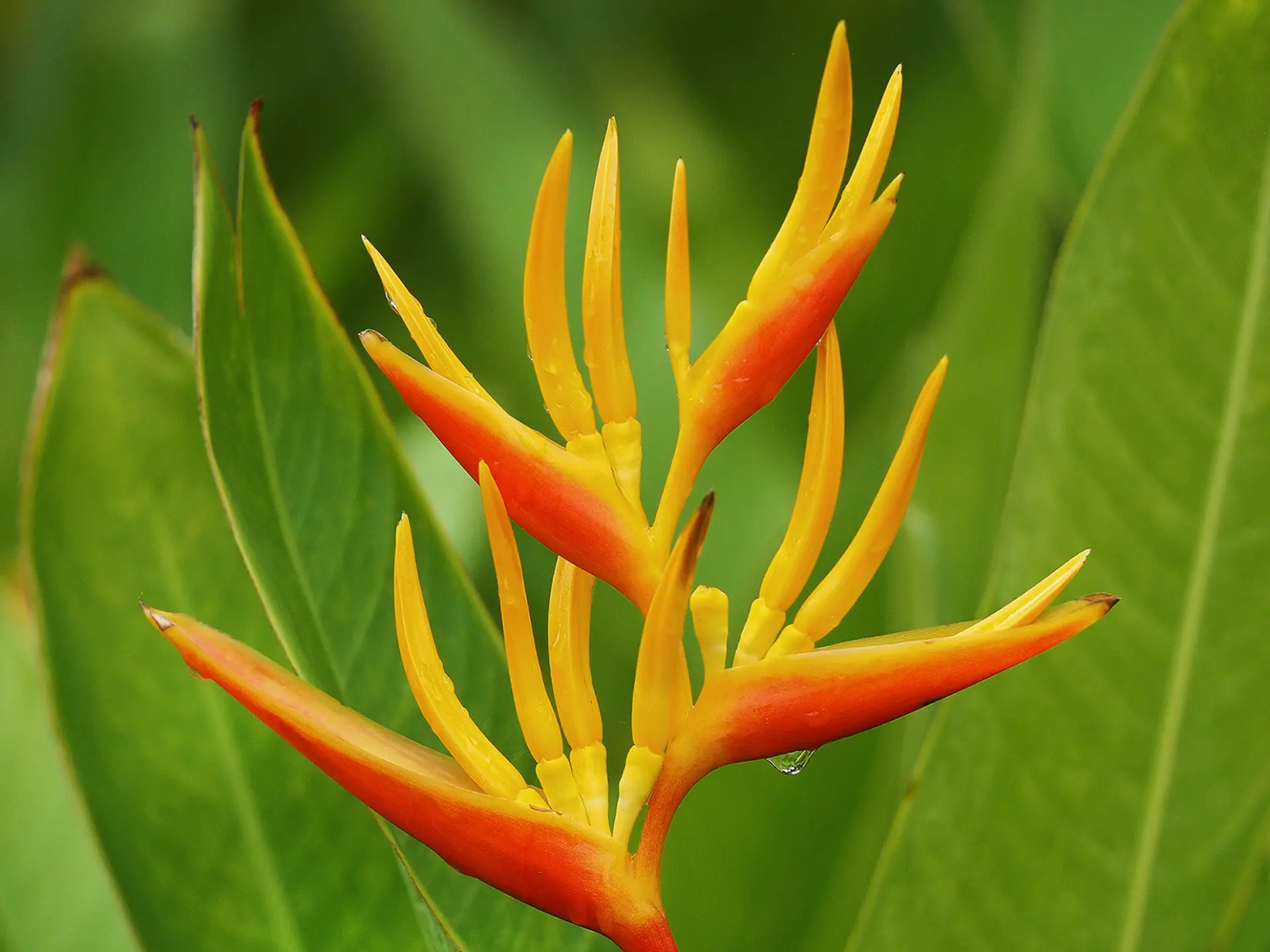 Héliconia Fleur Martinique