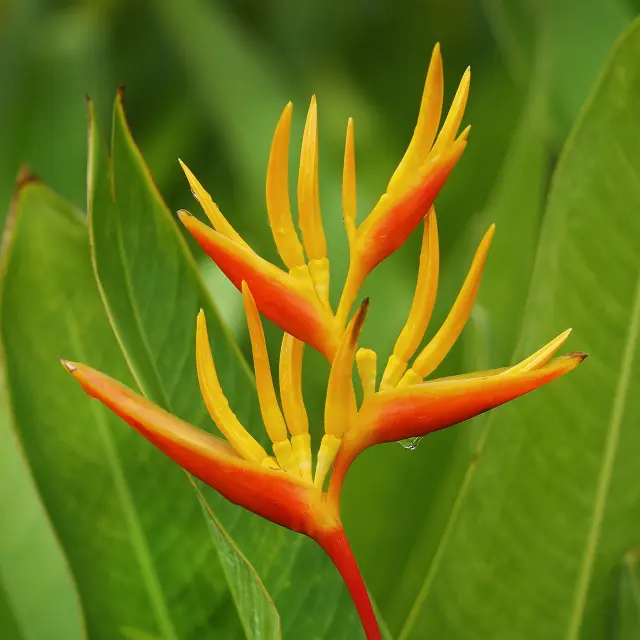 Héliconia Fleur Martinique
