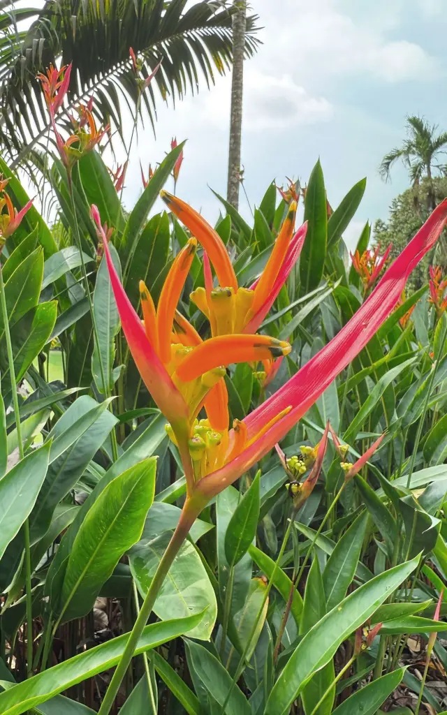 Héliconia Fleur Martinique