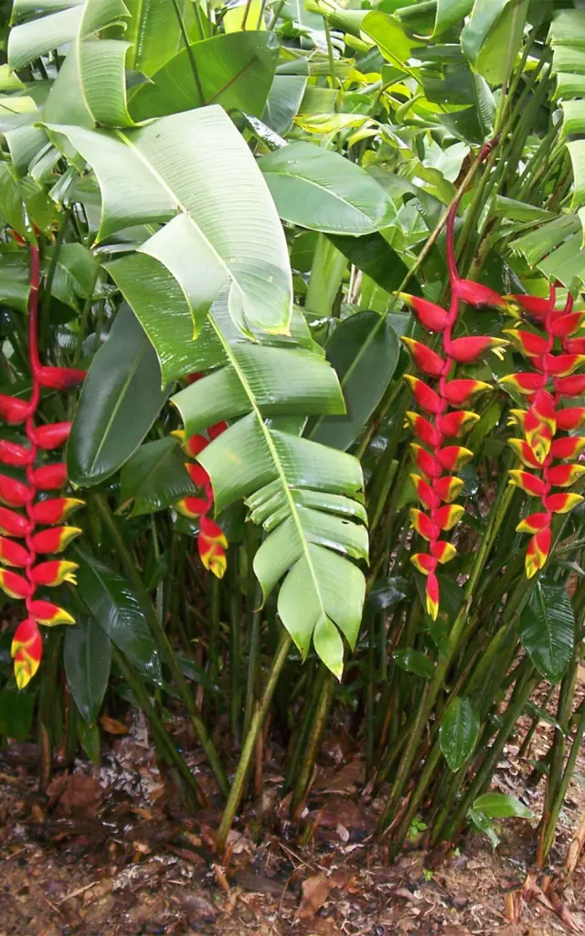 Héliconia pendula Fleur Martinique