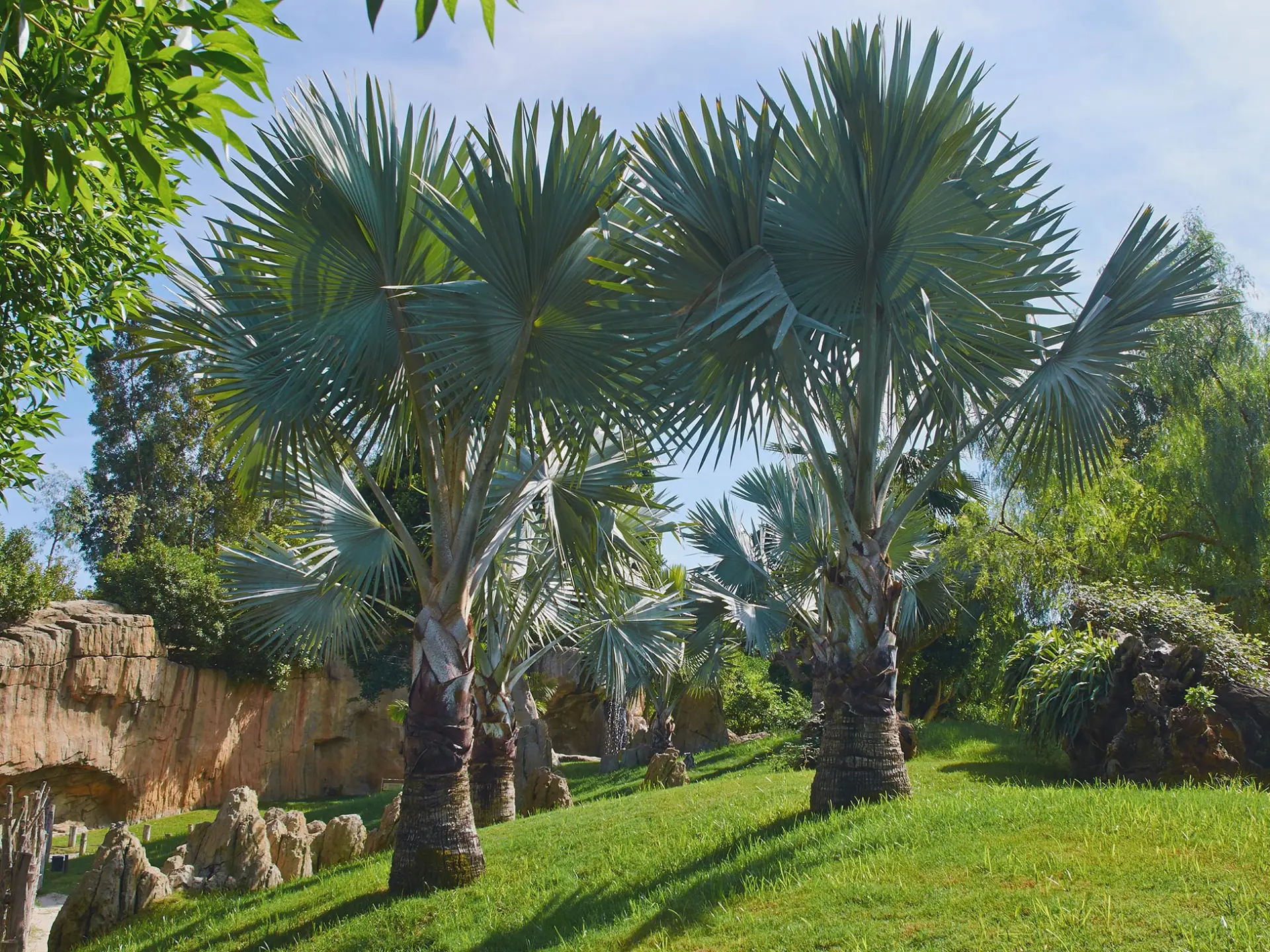 Latanier bleu Arbre Martinique