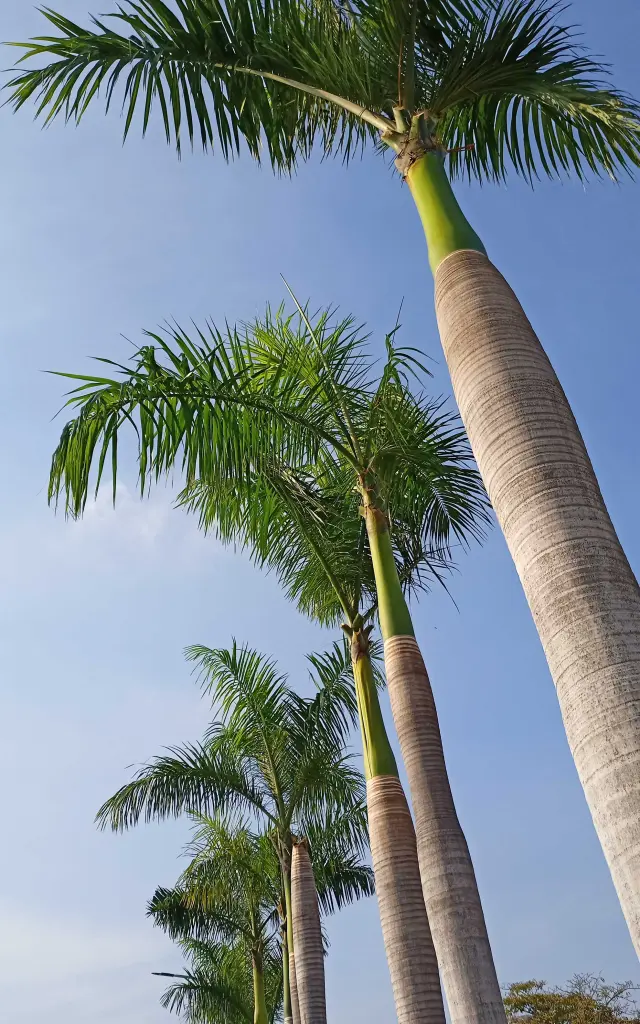 Palmier royal Arbre Martinique