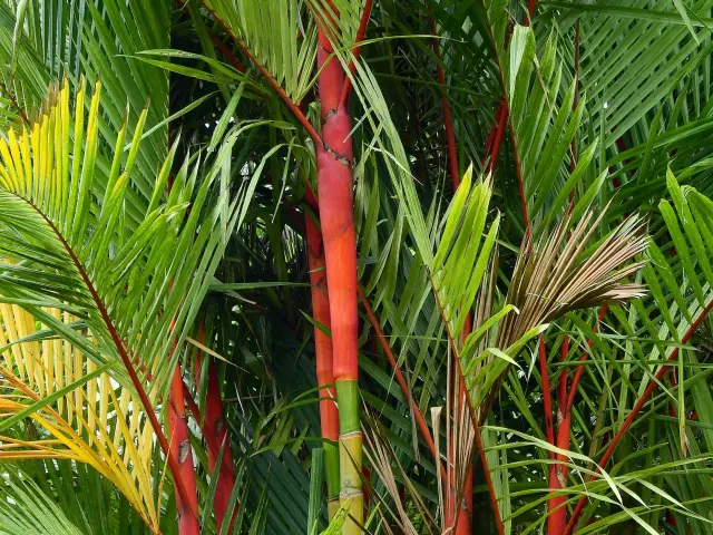 Palmier Rouge Arbre Martinique