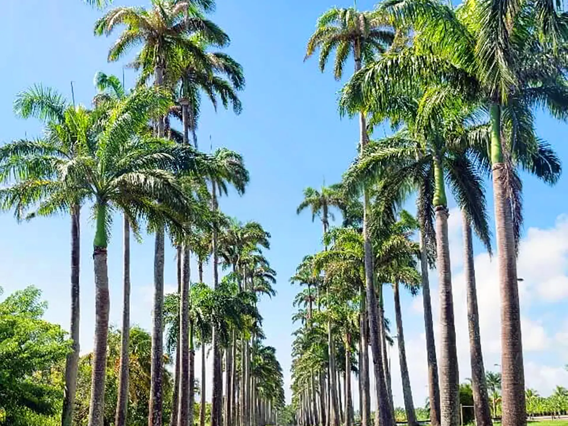 Palmier royal Arbre Martinique