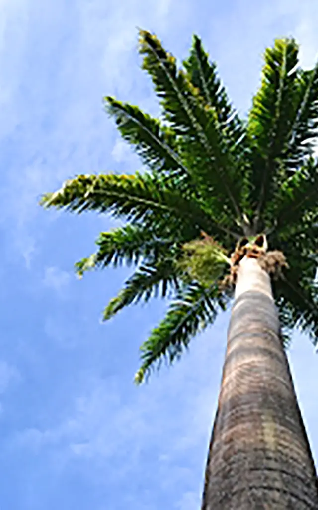 Palmier royal Arbre Martinique