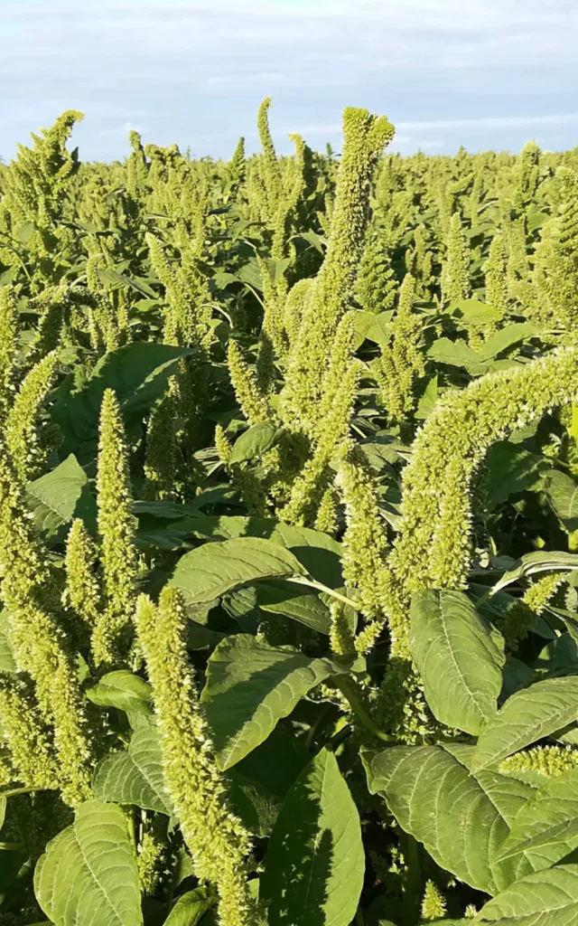Amarante Fleur Martinique