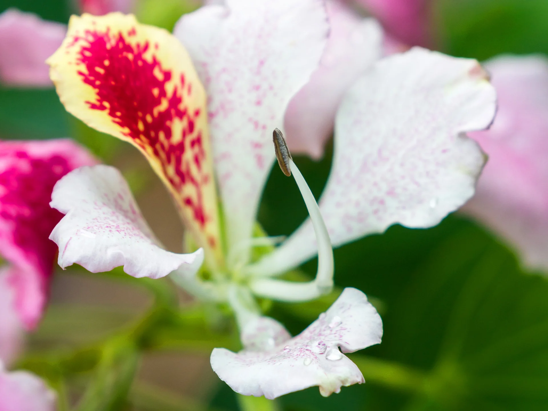 Arbre orchidée Fleur Martinique