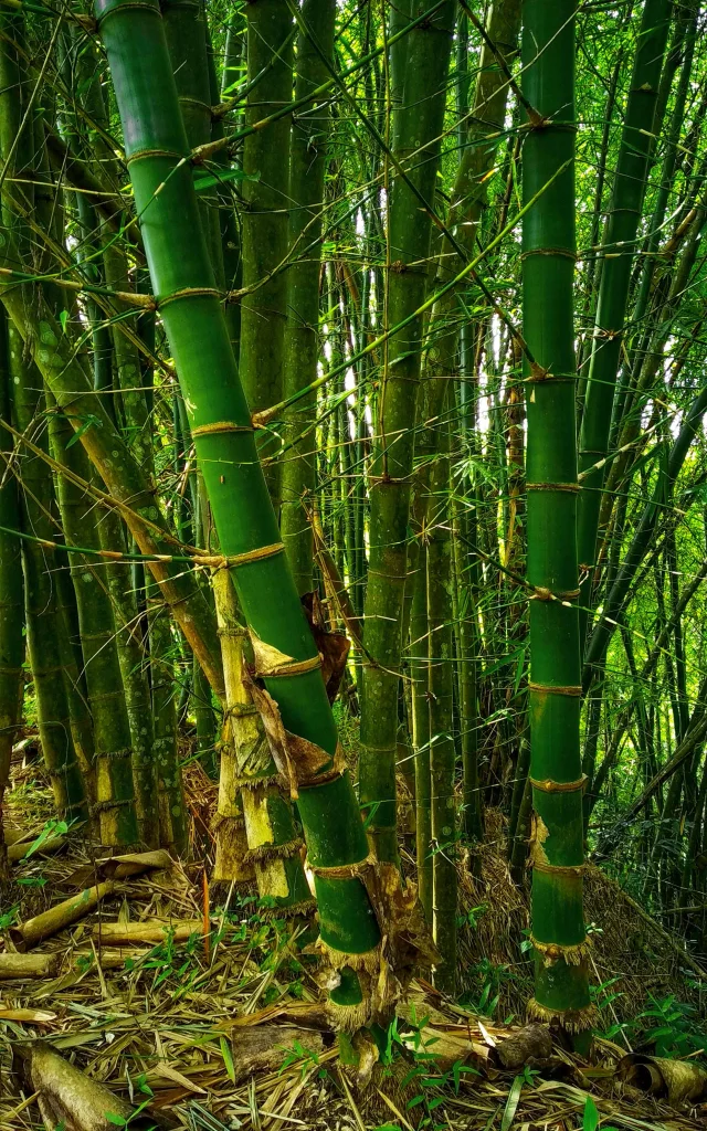 Bambou Martinique
