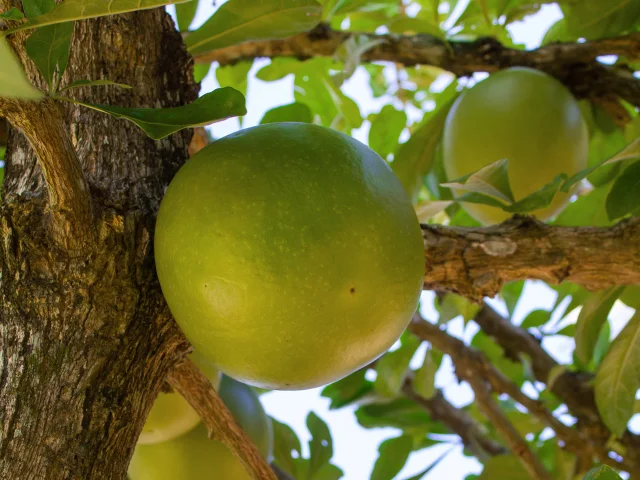 Calebasse Fruit Martinique