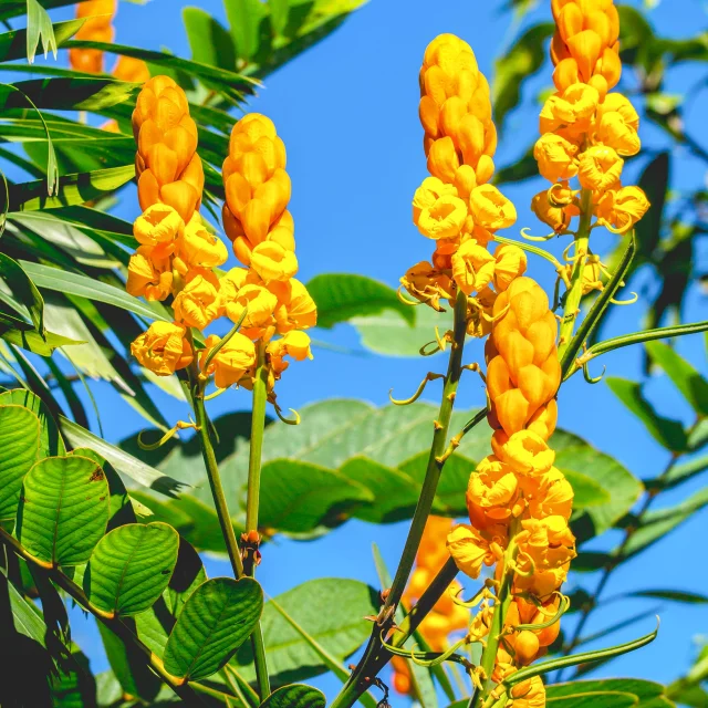 Cassiaalata2 Fleur Martinique