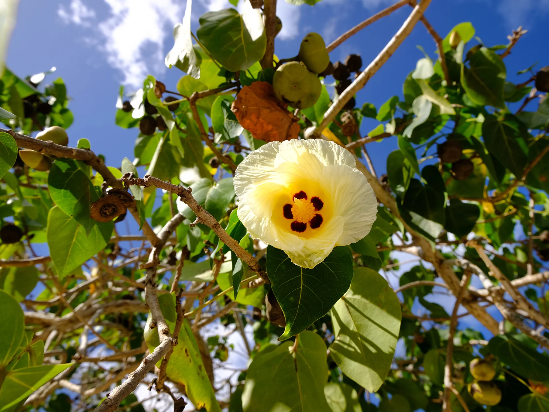 Catalpa Fleur Martinique