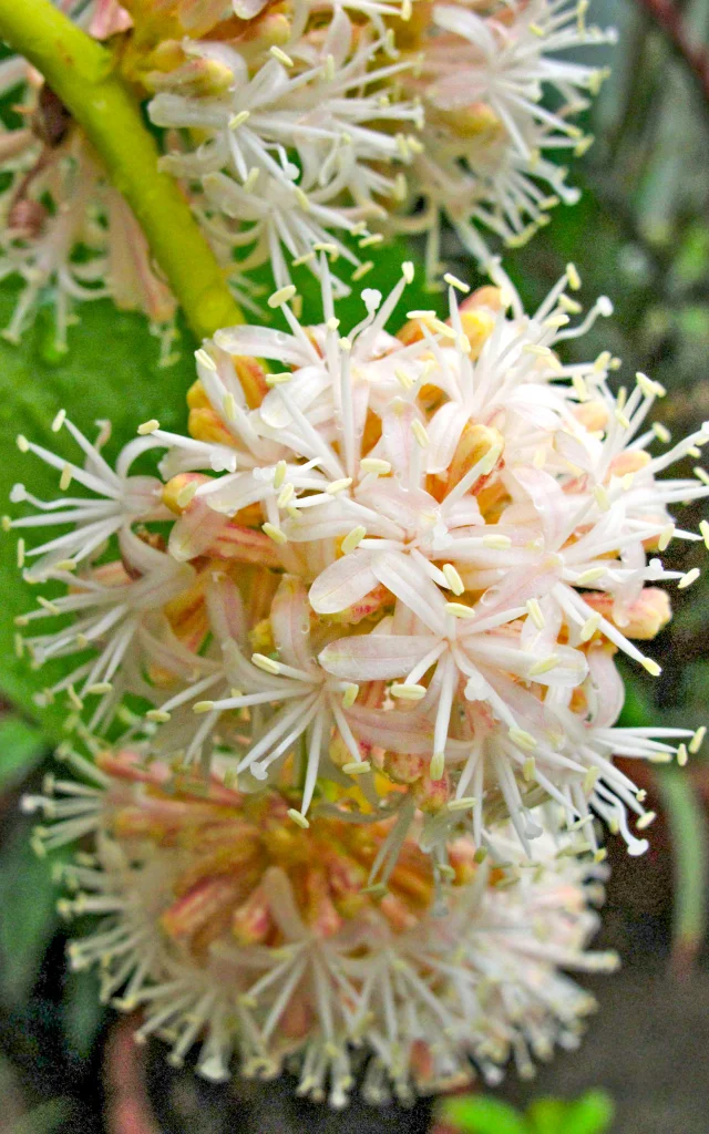 Dracaena Fleur Martinique