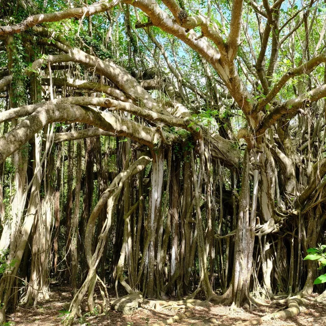 Figuier maudit Arbre Martinique