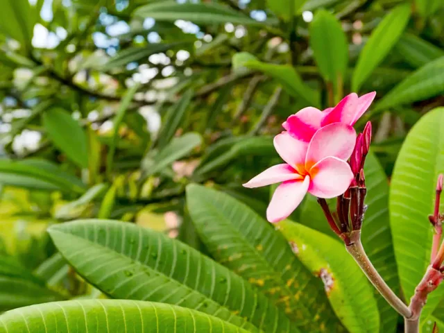 Frangipanier Fleur Martinique
