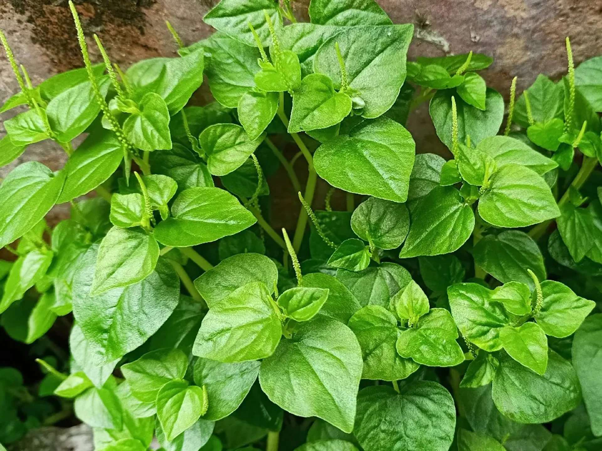 Herbe couresse Fleur Martinique