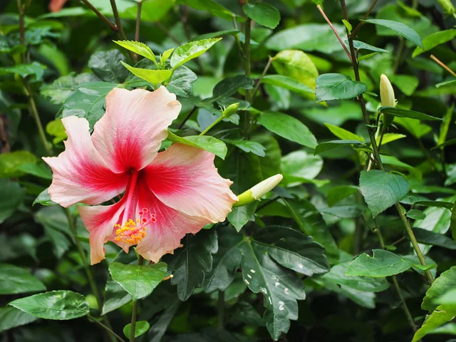 Hibiscus Fleur Martinique