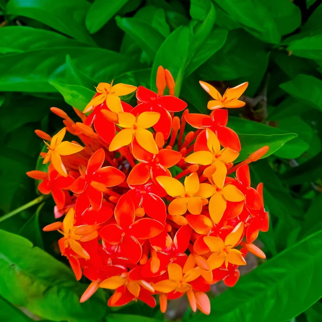 Ixora Fleur Martinique