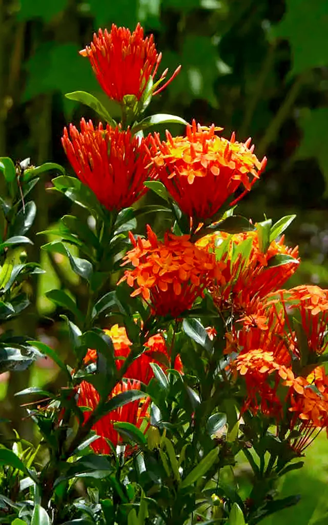 Ixora Fleur Martinique
