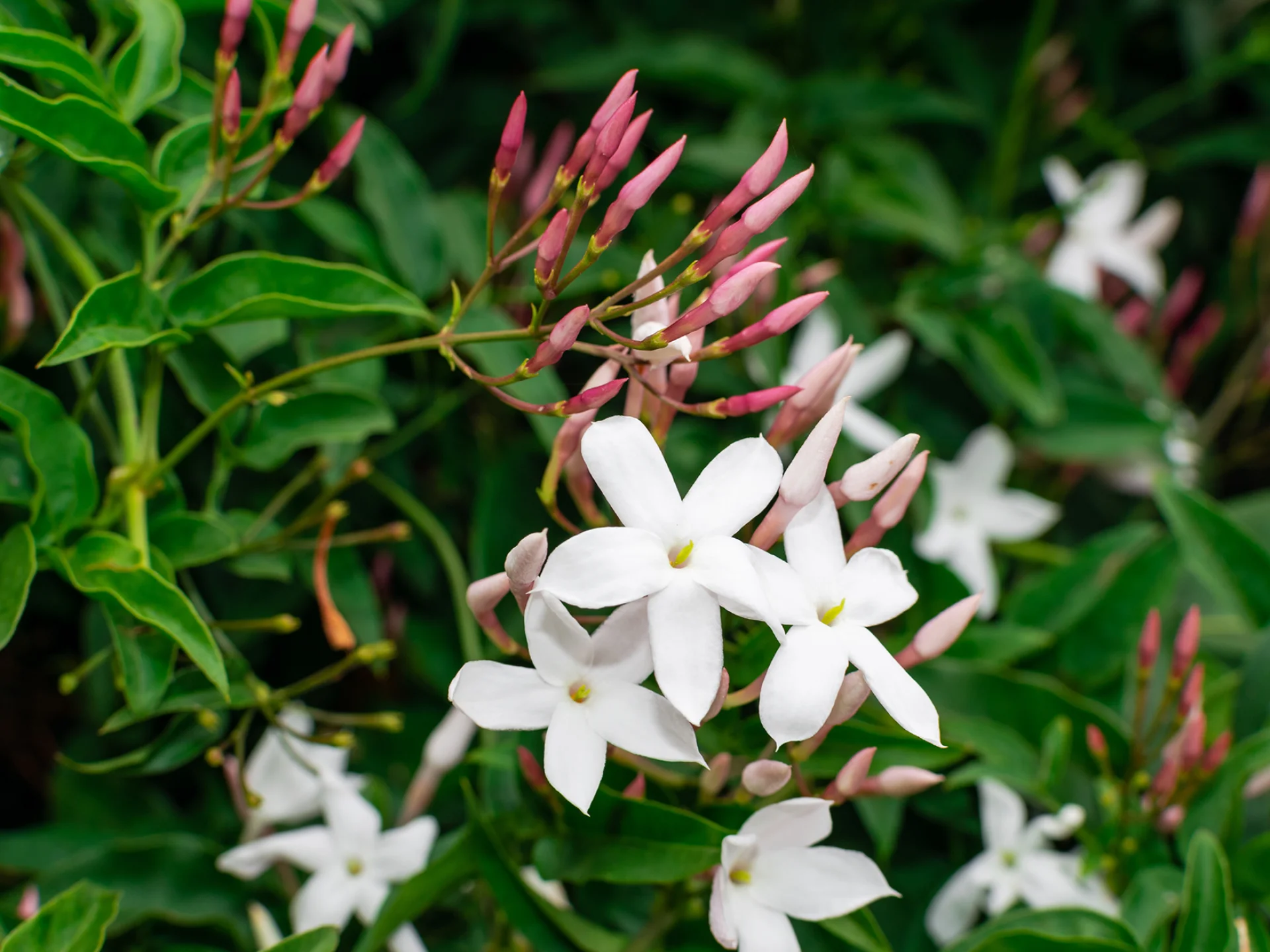 Jasmin Fleur Martinique