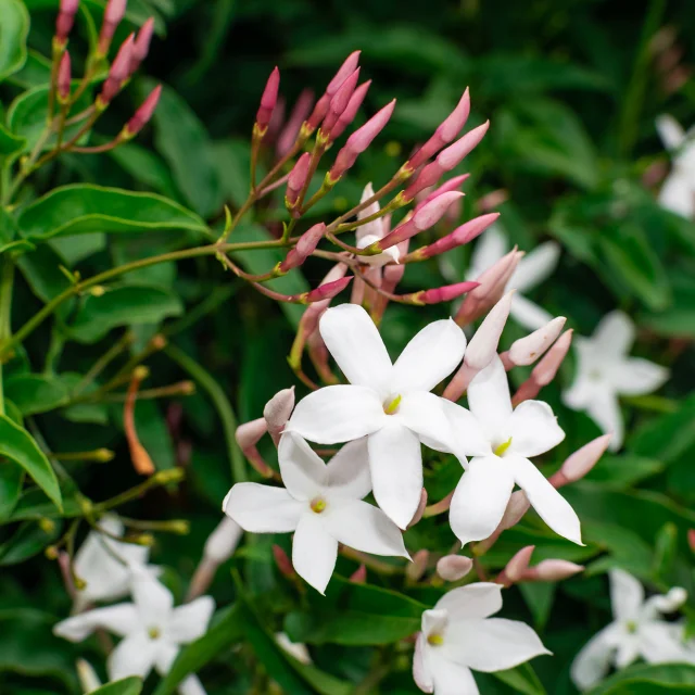 Jasmin Fleur Martinique
