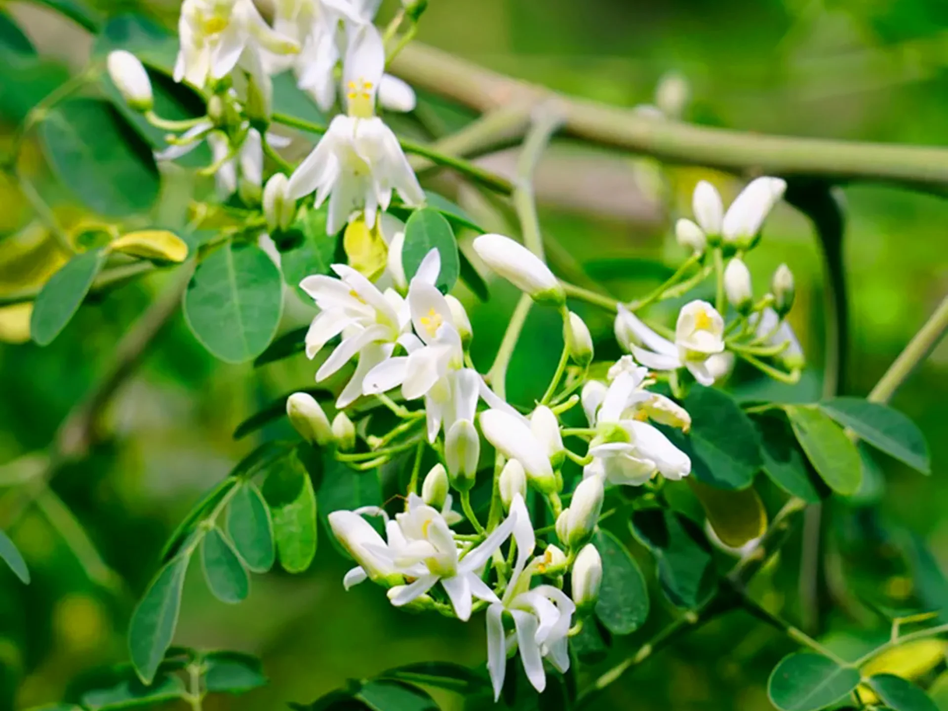 Moringa Fleur Martinique