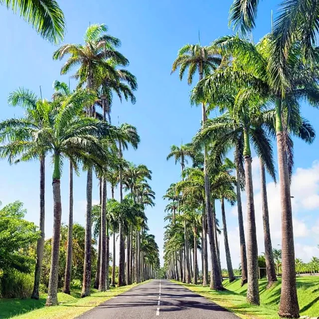 Palmier royal Arbre Martinique