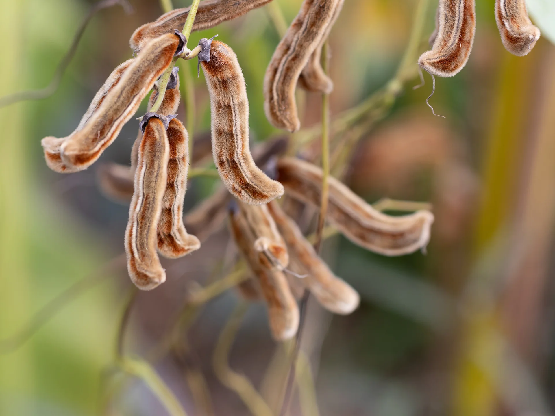 Poil à gratter Fleur Martinique