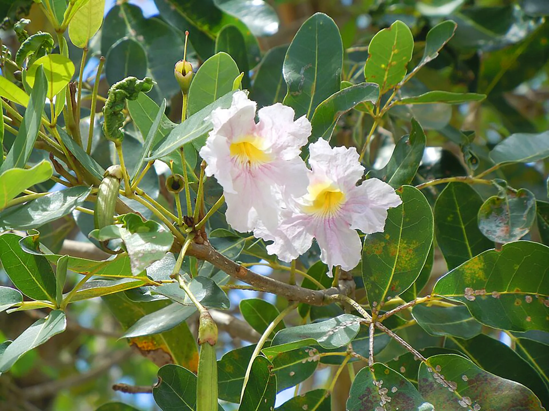 Poirier Fleur Martinique