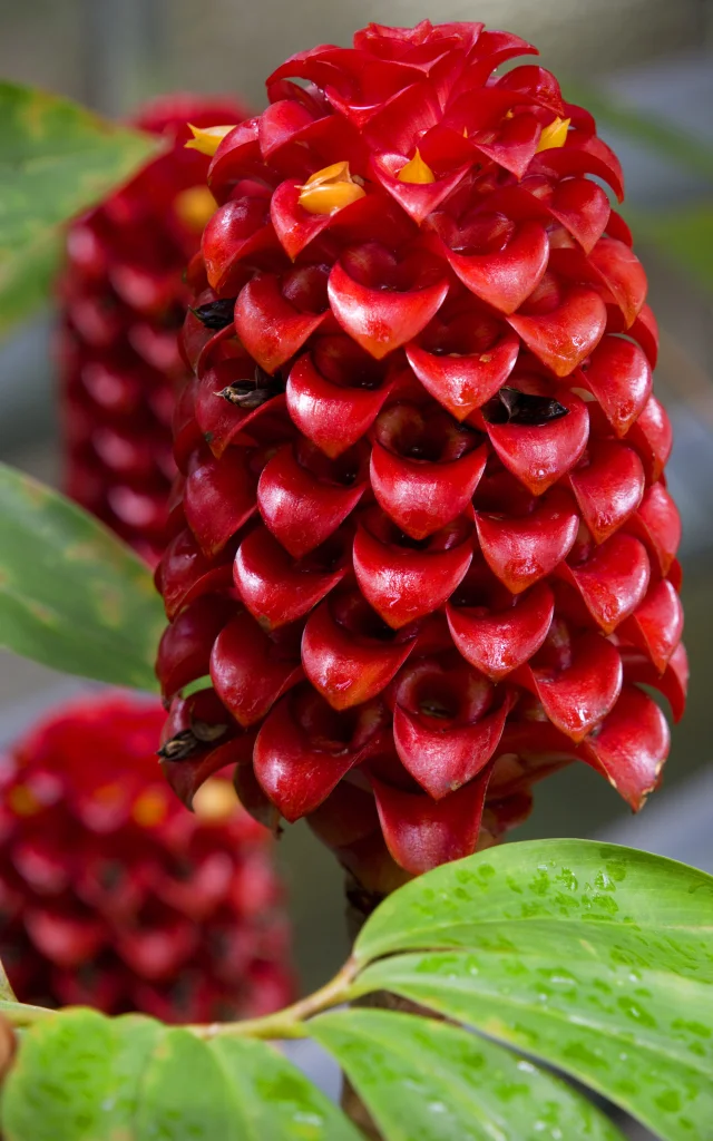 Reine de malaisie Fleur Martinique