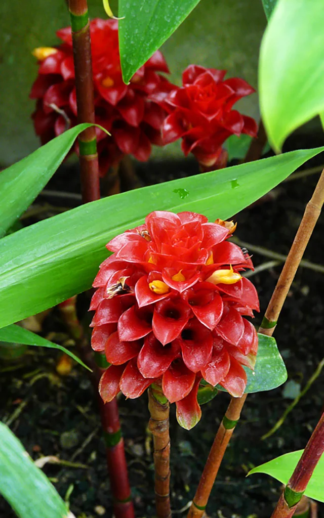 Reine de malaisie Fleur Martinique