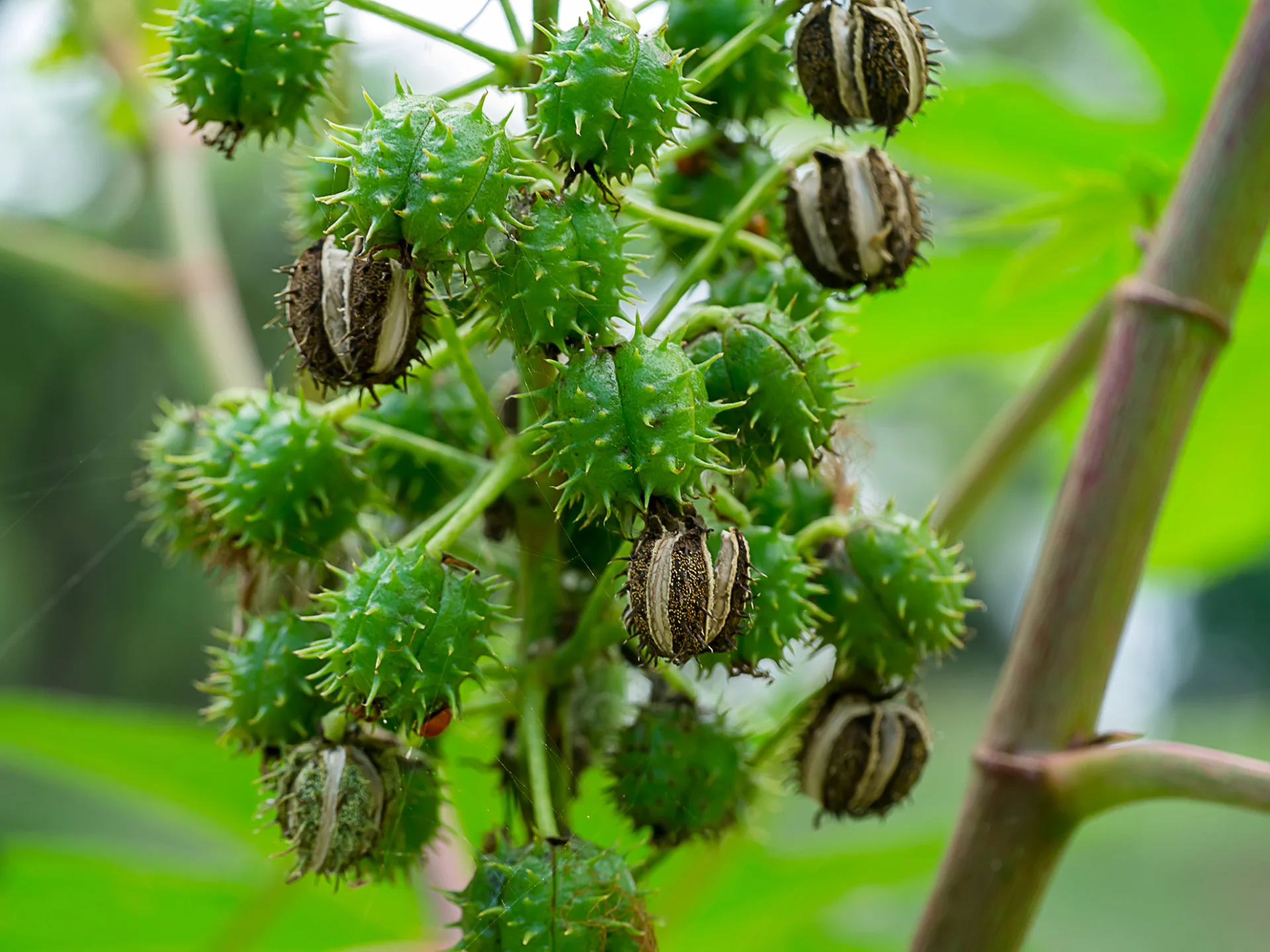 Ricin Fleur Martinique