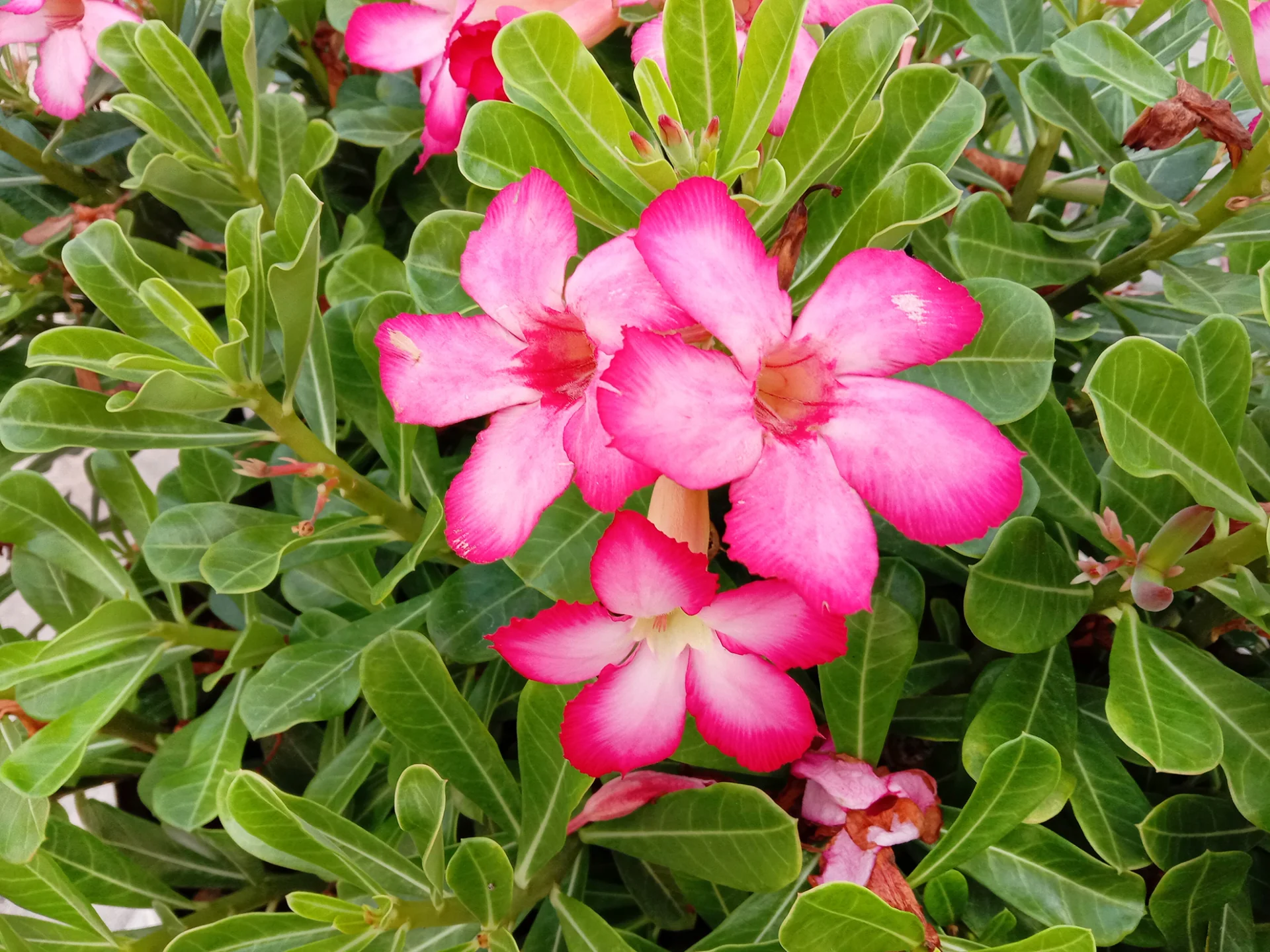 Rose du desert Fleur Martinique