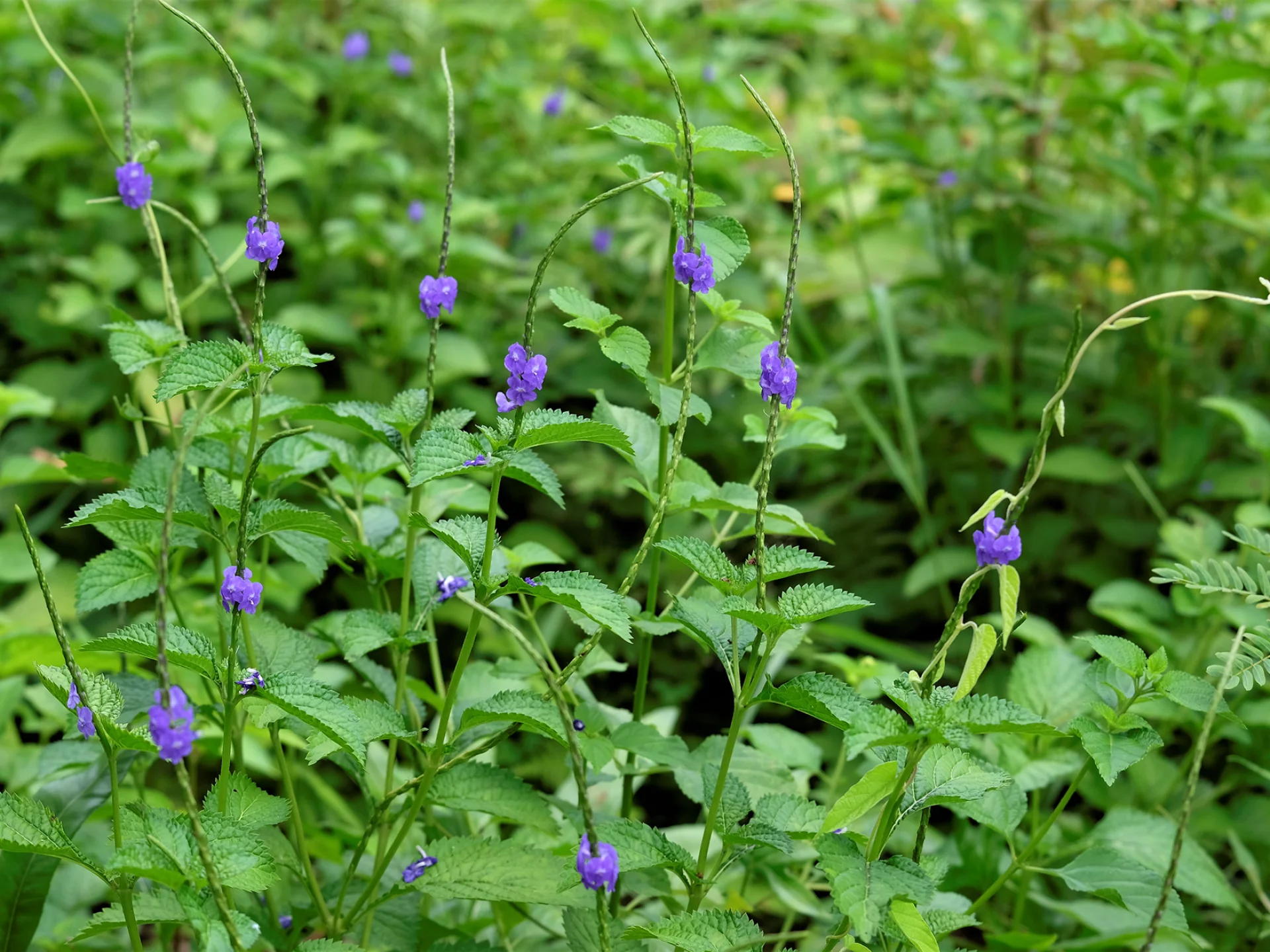 Verveine Fleur Martinique
