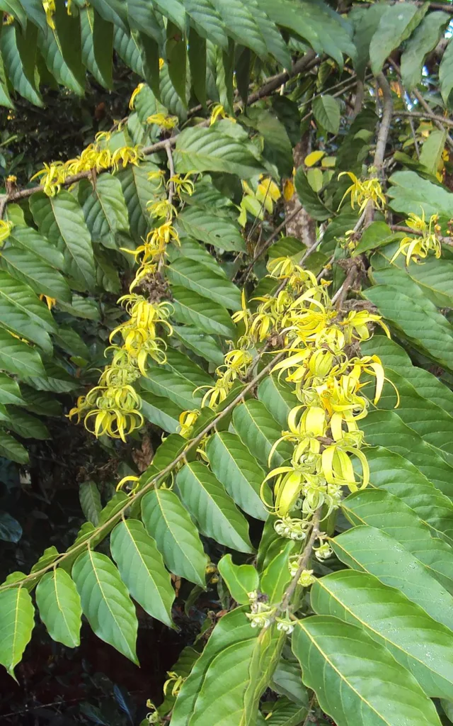 Ylang-ylang Fleur Martinique