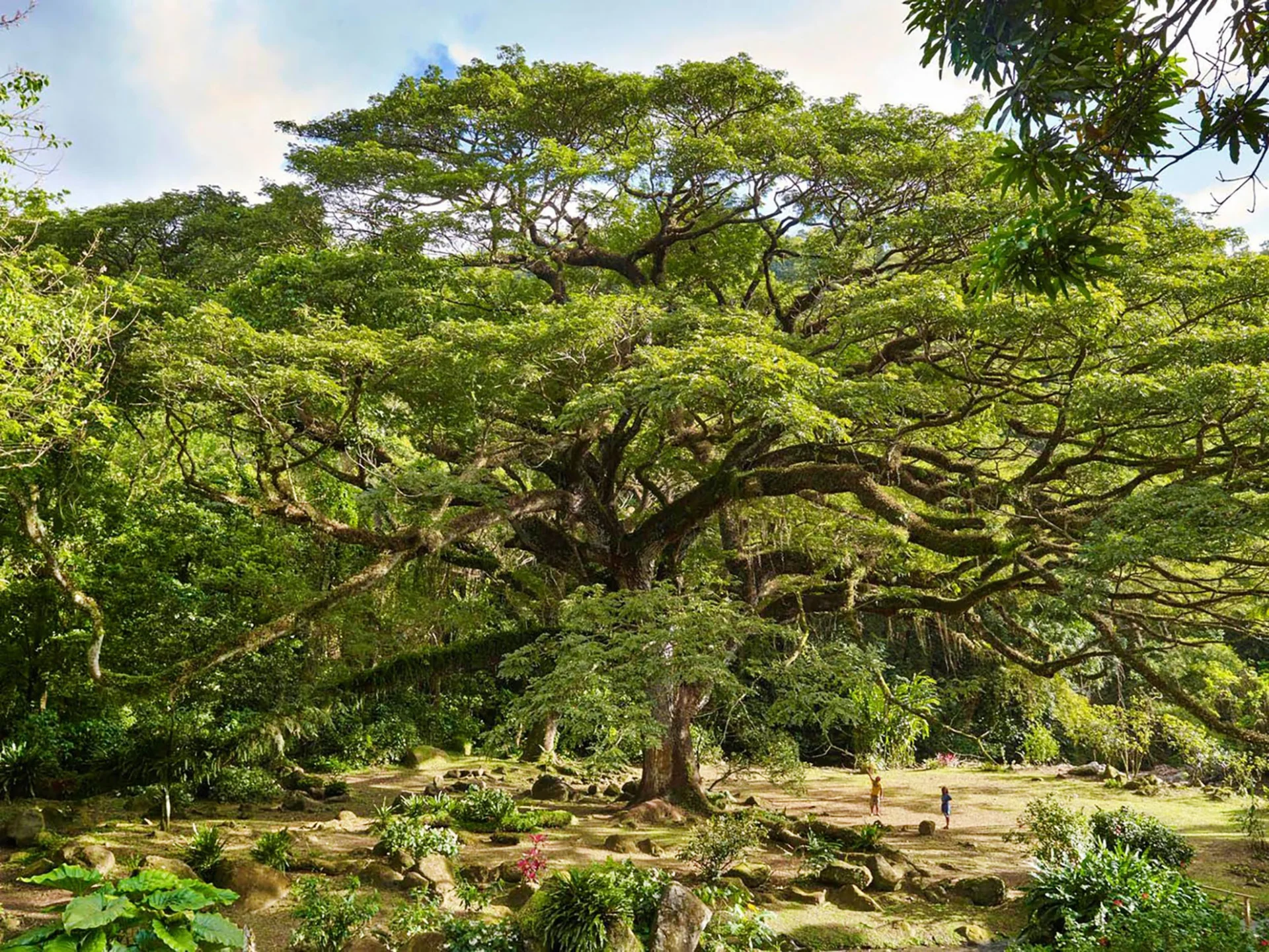 Zamana Arbre Martinique