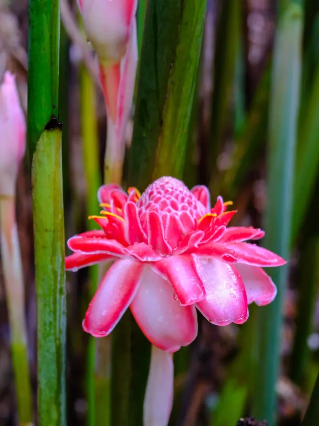 Rose de porcelaine Fleur Martinique