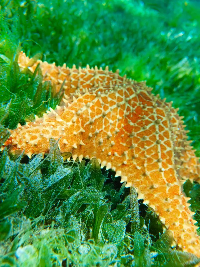 Etoile de mer Martinique