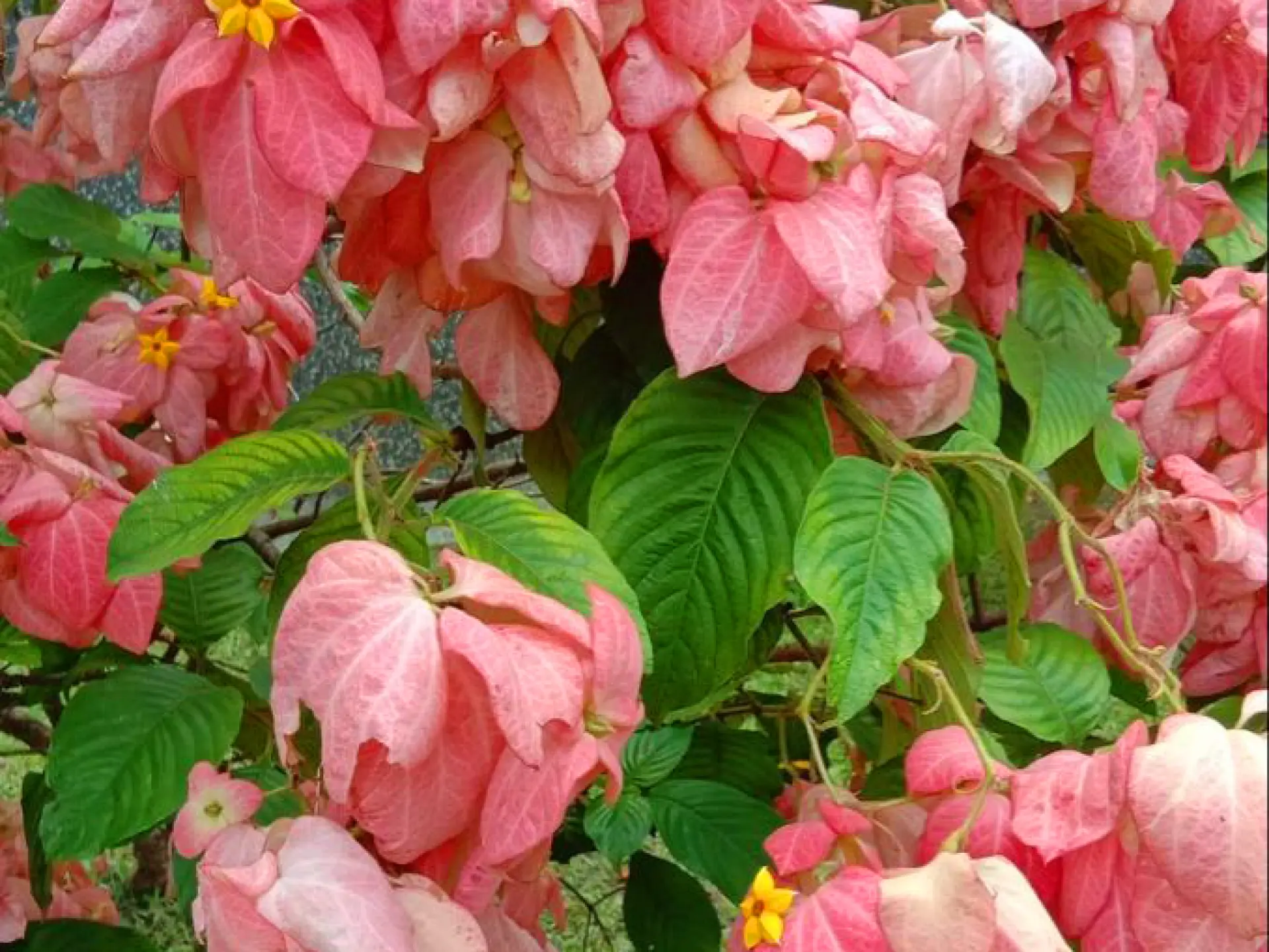 Mussaenda Fleur Martinique