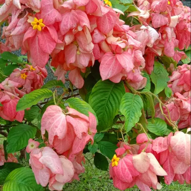 Mussaenda Fleur Martinique