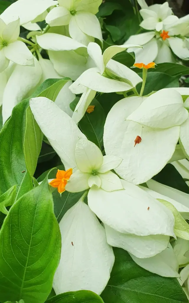 Mussaenda Fleur Martinique