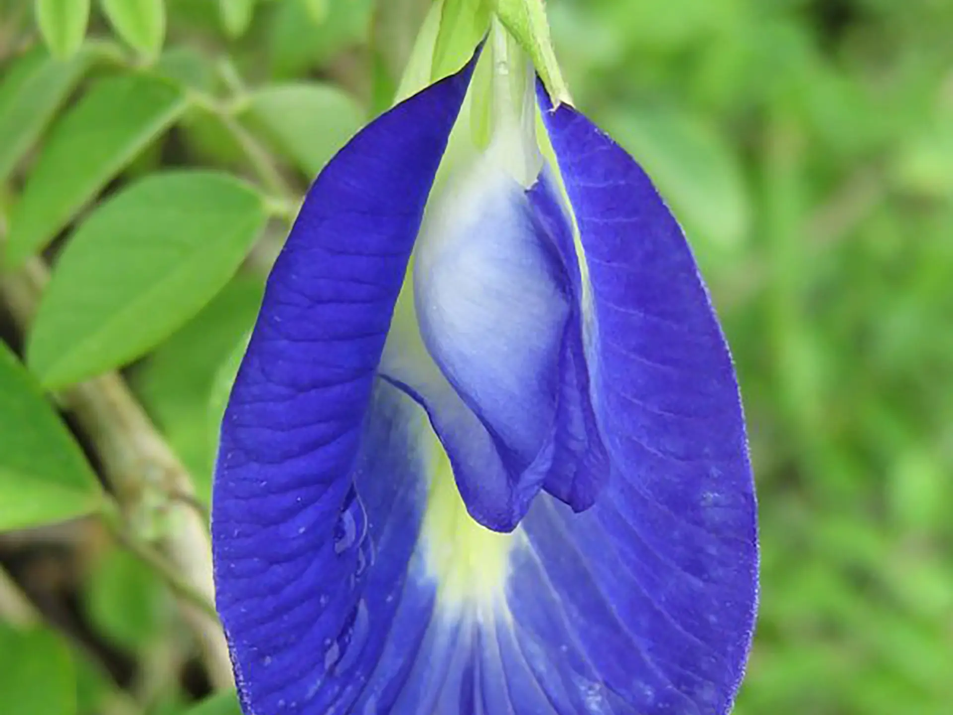 Clitoria Fleur Martinique