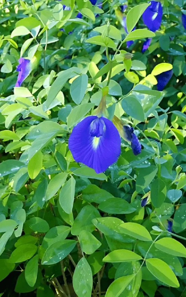 Clitoria Fleur Martinique