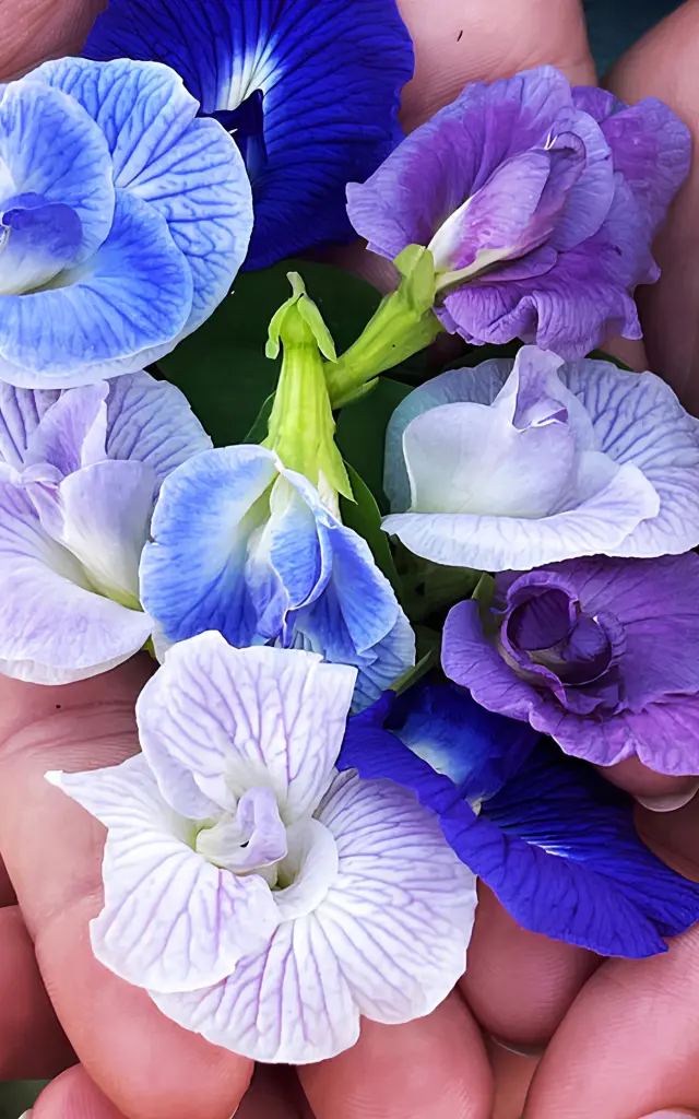 Clitoria Fleur Martinique