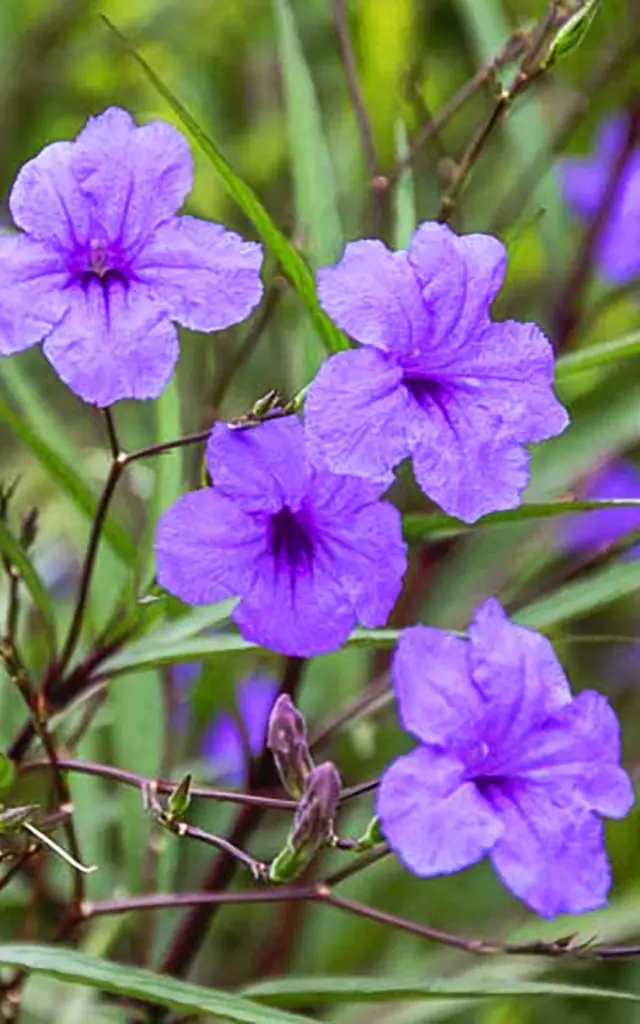 Ruellia Fleur Martinique