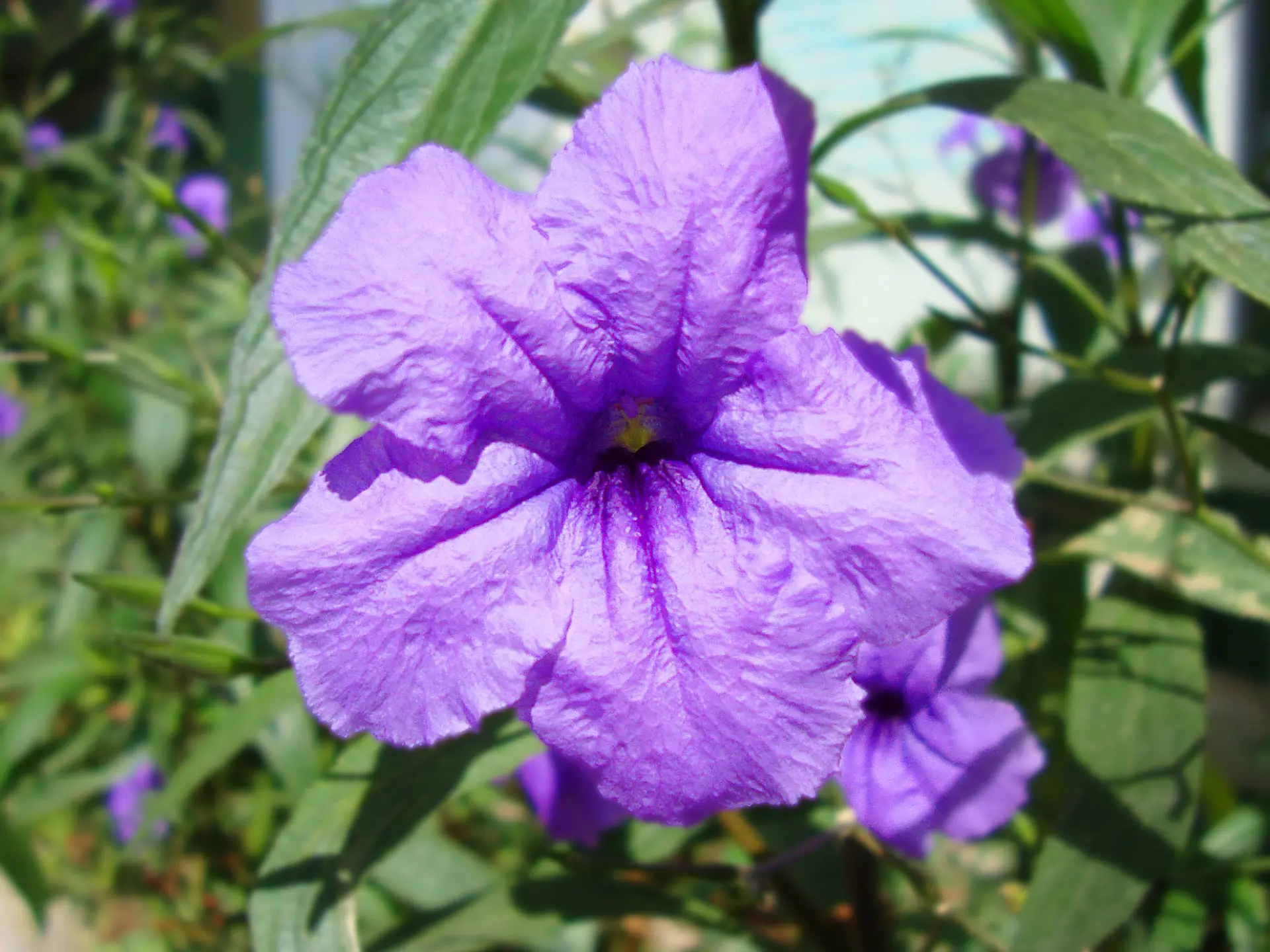 Ruellia Fleur Martinique